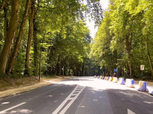 istock Empty road through the forest in Belgium 1443463725