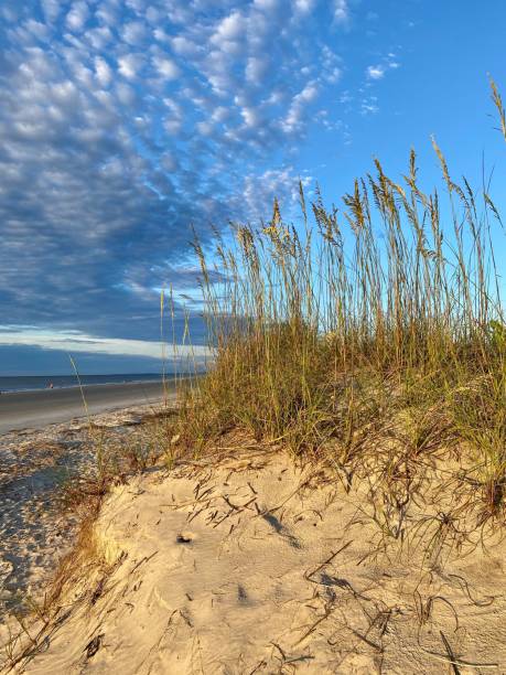 istock Vertical shot of wild reeds on a sandy seashore 1443464300
