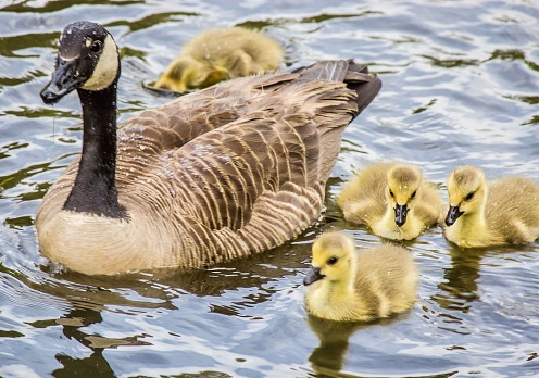 A closeup shot of a Canadian goose and yellow goslings swimming on a lake