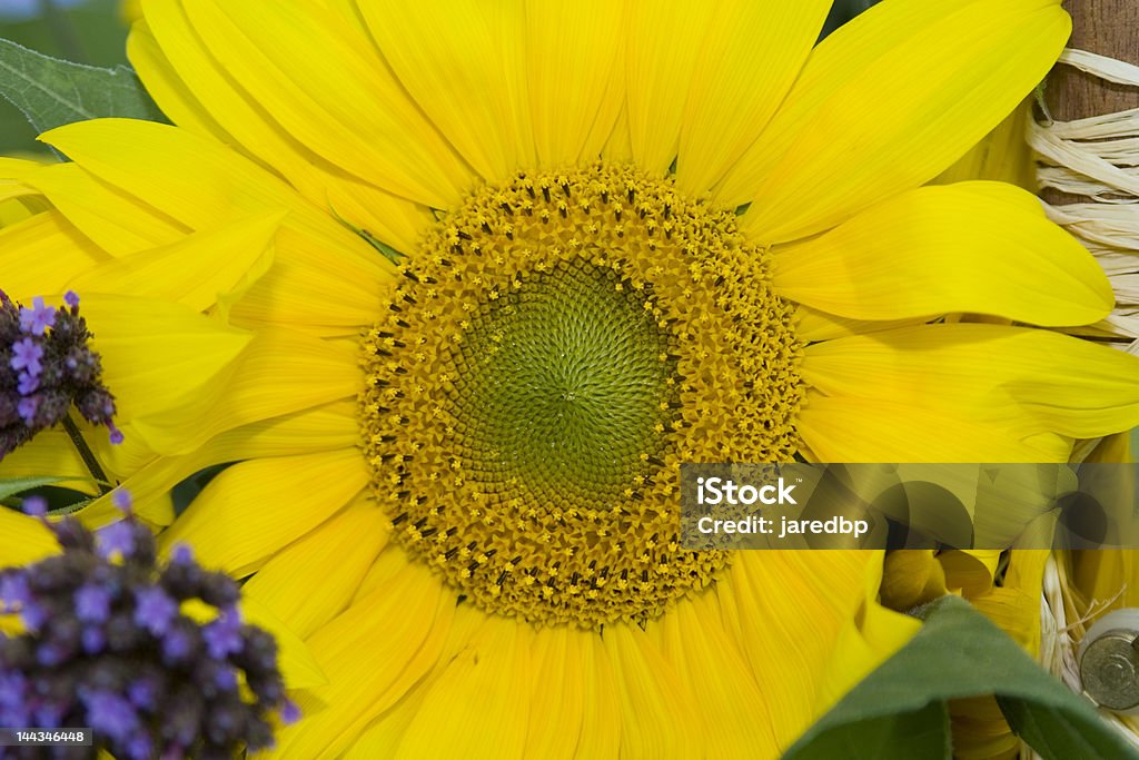 Sunflower Close up shot of sunflower Close-up Stock Photo