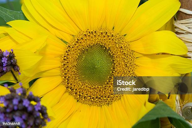 Sunflower Stock Photo - Download Image Now - Close-up, Extreme Close-Up, Flower