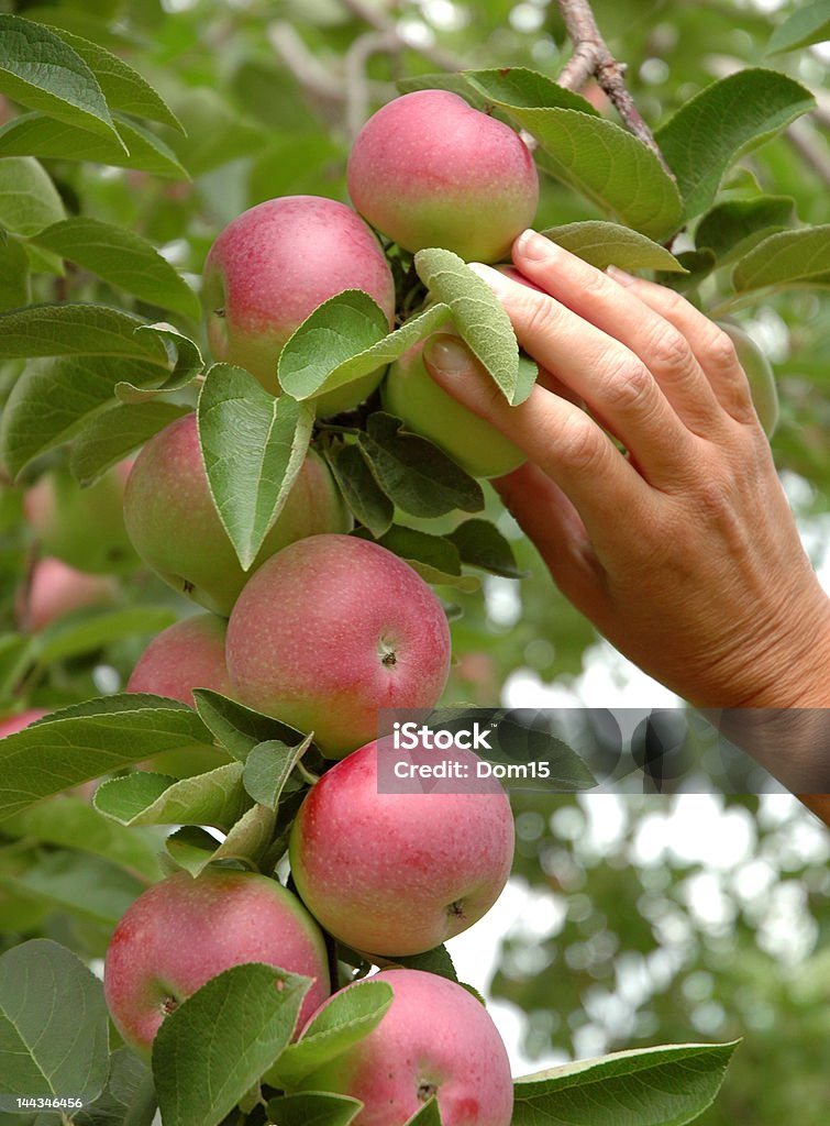 Women picking Apple Women's hand picking an apple Adult Stock Photo