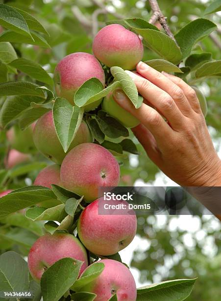 Women Picking Apple Stock Photo - Download Image Now - Adult, Apple - Fruit, Apple Orchard
