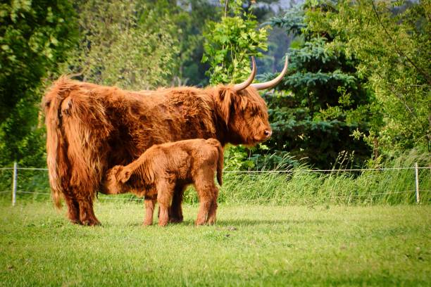 istock Highland cattle and calf at farm 1443464590