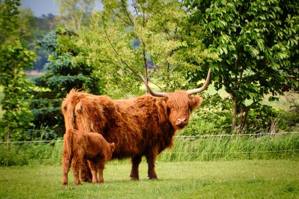 istock Highland cattle and calf at farm 1443464593