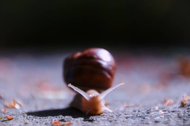 Snail crawling in the own garden after rain, close up