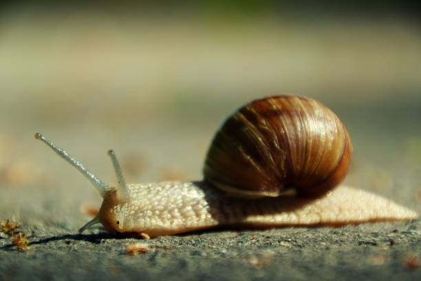 istock Closeup of snail creeping on ground 1443465027