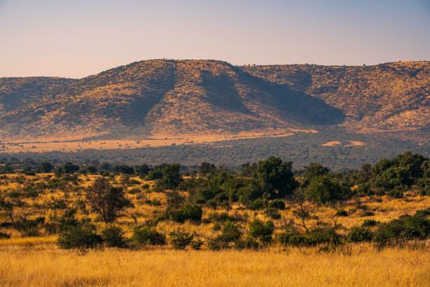 прекрасный вид на холмы и дикие растения в национальном парке пиланесберг, южная африка - pilanesberg national park фотографии стоковые фото и изображения