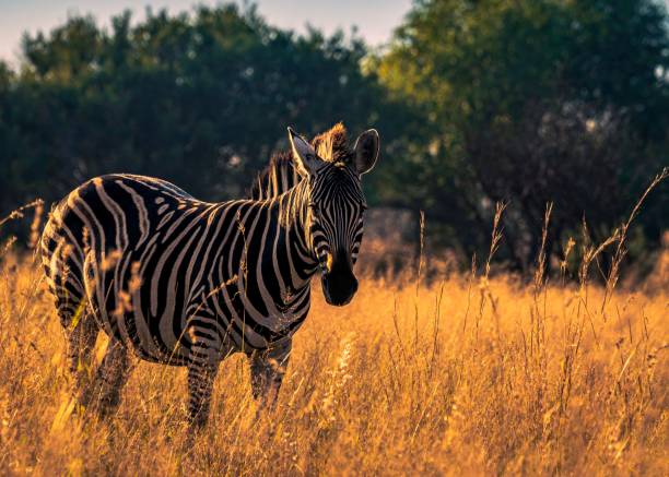 красивая зебра, стоящая на сухой траве в национальном парке пиланесберг в солнечный день - pilanesberg national park фотографии стоковые фото и изображения