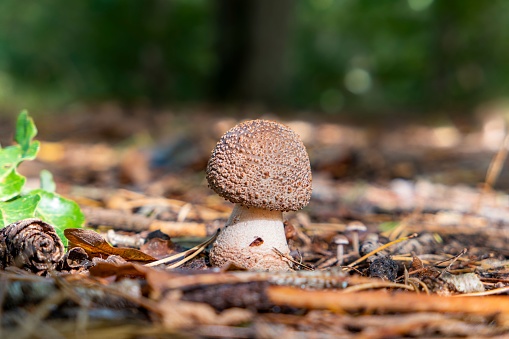 A closeup of a blusher mushroom in sunlight