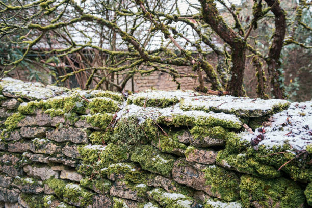 Thick green moss growing on drystone wall in forest