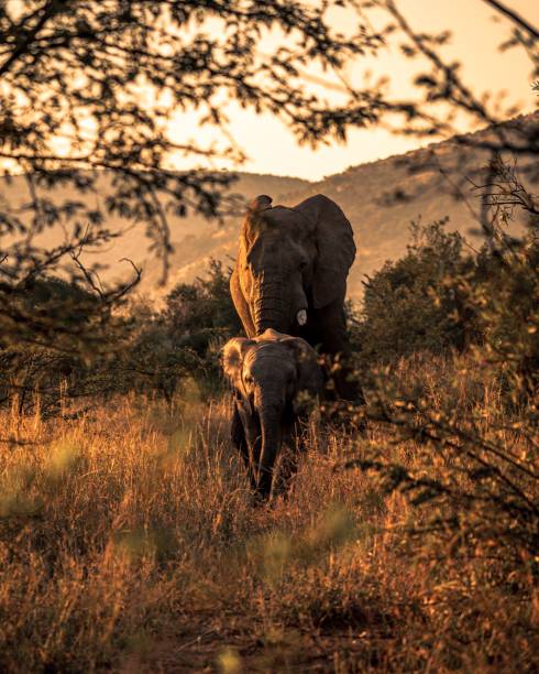 вертикальный снимок африканских кустарниковых слонов в наци�ональном парке пиланесберг, южная африка - pilanesberg national park фотографии стоковые фото и изображения