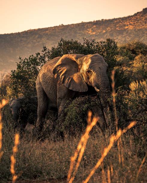 plan vertical d’un éléphant d’afrique dans le parc national du pilanesberg, afrique du sud. - pilanesberg national park photos photos et images de collection