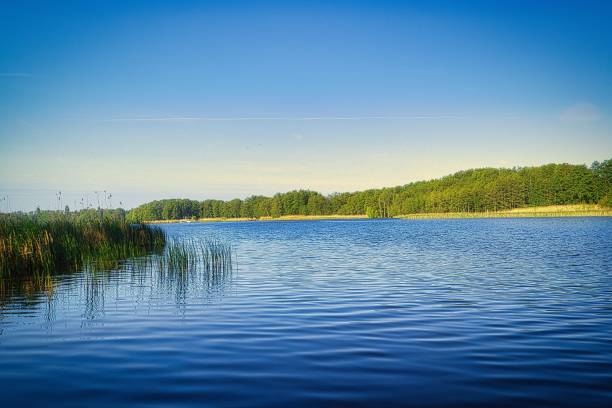 istock Clear blue lake water under blue sky with lush green trees on the shore 1443466183