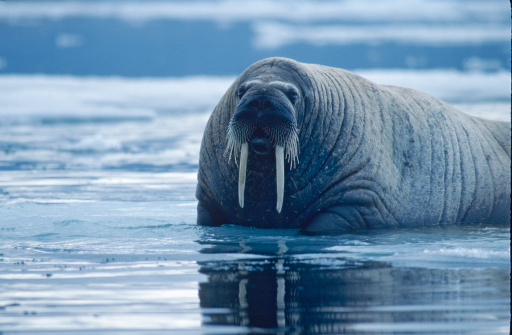 Walrus bull at eye level. Photographed from a zodiac in the waters off Ellesmere Island in the Canadian High Arctic.
