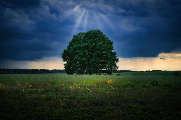 istock Single tree growing in the middle of a field under a dramatic sky. 1443466345
