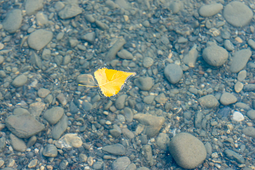 autumnal view, a single birch leaf lies on the calm water, pebbles on the lake bottom are clearly visible through the clear water. Lake Thun, canton Bern, Switzerland