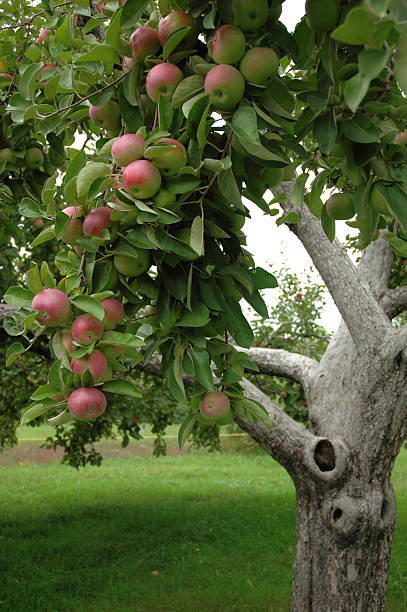 manzanas en tree3 - red delicious apple apple fruit vertical fotografías e imágenes de stock