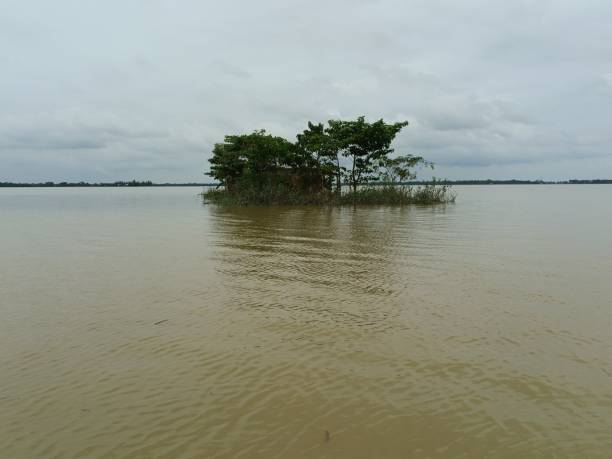 istock Small island in a lake completely covered with trees and grass 1443467270