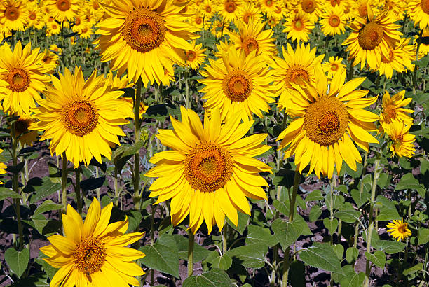 Sunflower 01 stock photo