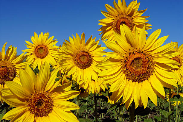 Sunflower 02 stock photo