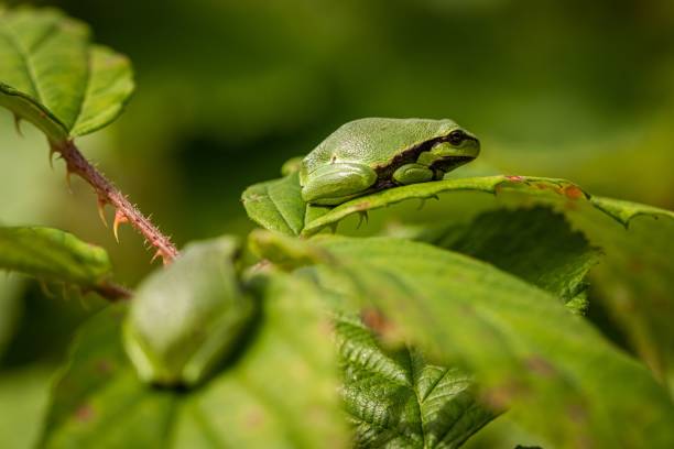 istock Closeup shot of a tree frog on a branch on blurry background 1443467487