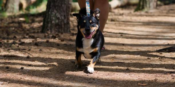 istock Mongrel cute puppy walking on a leash with his owner, close-up 1443467777