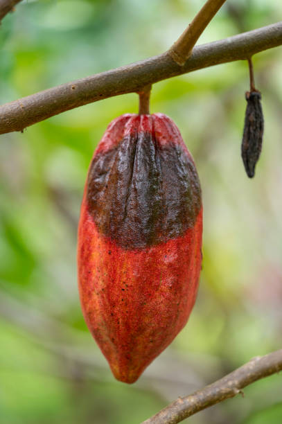 istock black pod rot on cacao 1443467900