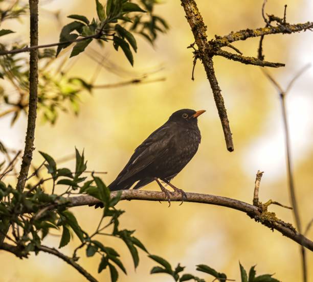 istock Closeup of a common blackbird on a tree branch 1443467960