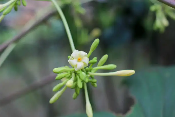 Photo of Papaya flowers