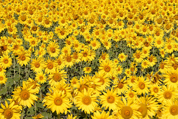 Sunflower field 01 stock photo