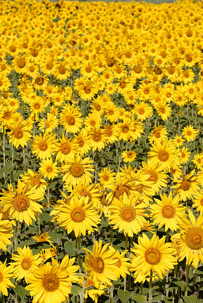Sunflower field 02 stock photo