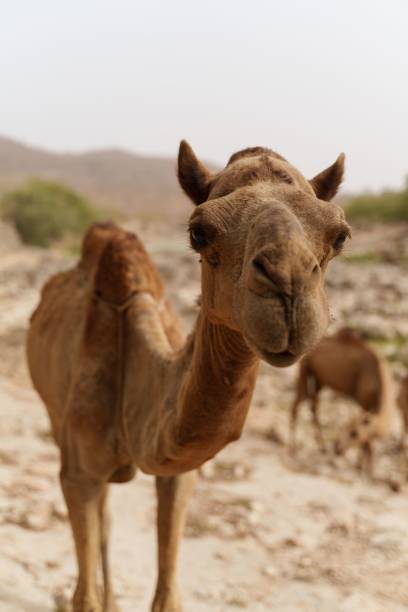 toma vertical de un lindo camello en el desierto de salalah, omán - desert animals fotografías e imágenes de stock