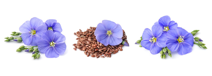 Pattern of flax flowers on white backgrounds.