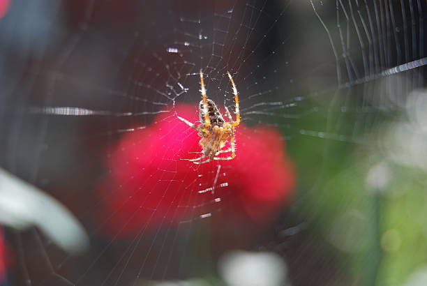 Crouching Spider stock photo