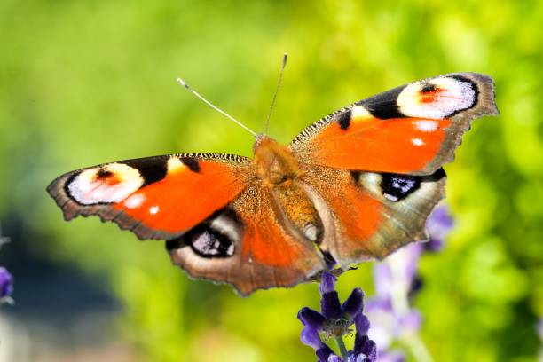 istock Peacock butterfly on a lavender in the field, macro view 1443468683