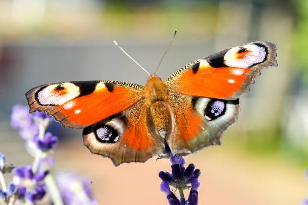 istock Peacock butterfly on a lavender in the field, macro view 1443468709