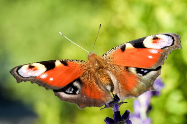 istock Beautiful Peacock butterfly on a lavender in the field, macro view 1443468717