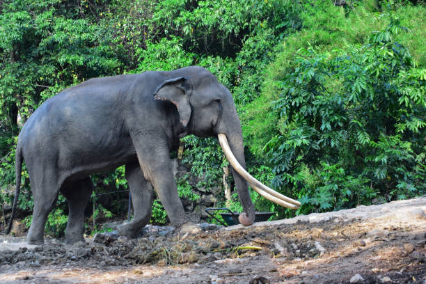 istock elephant, animal, mammal, 1443468798