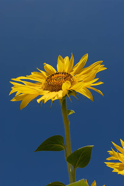 Summer Flower stock photo