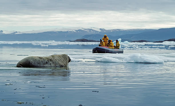 Walrus-Nature photographers in the studio. Ecotourism in extreme conditions. Walrus and photographers in the waters off Ellesmere Island in the Canadian High Arctic. walrus photos stock pictures, royalty-free photos & images