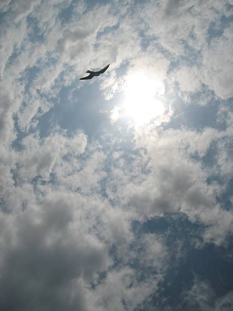 Sea Bird stock photo