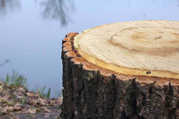 istock Stump at the river shore. Wood rings. 144346935