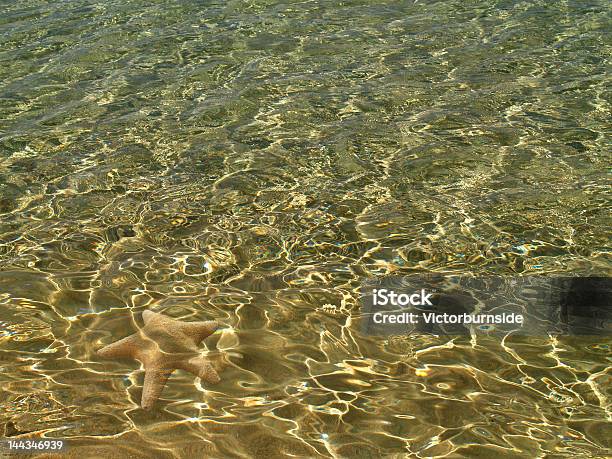 Estreladomar - Fotografias de stock e mais imagens de Animal - Animal, Estrela-do-mar, Fotografia - Imagem