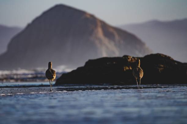 Photograph of the Long-billed Curlew on a beach in Cayucos California.