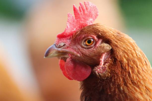 istock Chicken head and beak with blurred background, close-up 1443470349