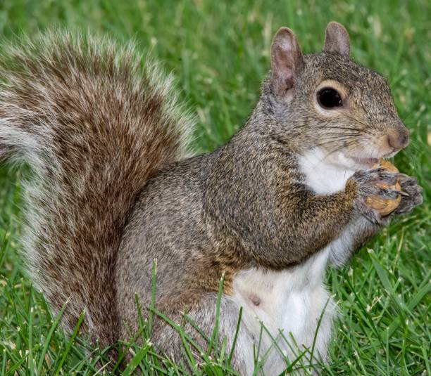 istock Cute, female gray squirrel eating a peanut, closeup 1443470373