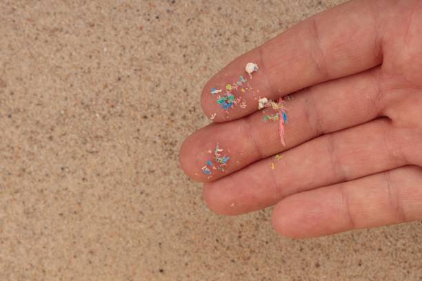 istock Micro plastic on the palm of your hand, top view of the beach. An environmental problem. 1443470720
