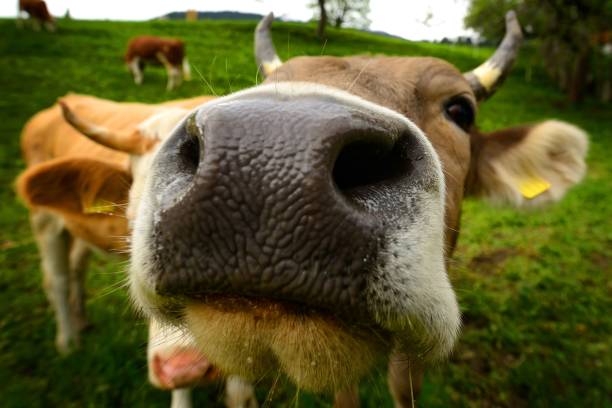istock Curious Swiss Cow in Meadow 1443470760