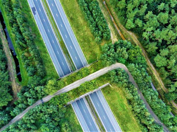 istock Top view of a wildlife crossing 1443470774